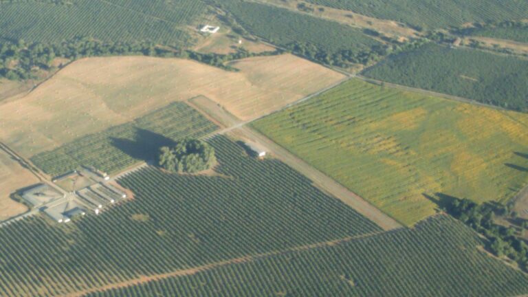 Alcolea